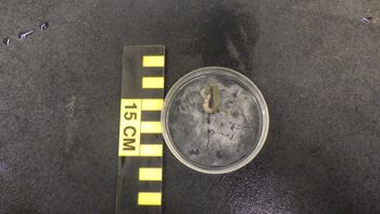 Media type: image;   Invertebrate Zoology 153118 Description: live specimen;